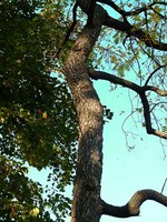 Crook in Tree