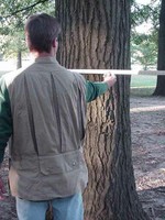 Tree Diameter Rear View