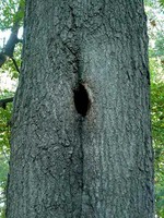 Cavity in Tree