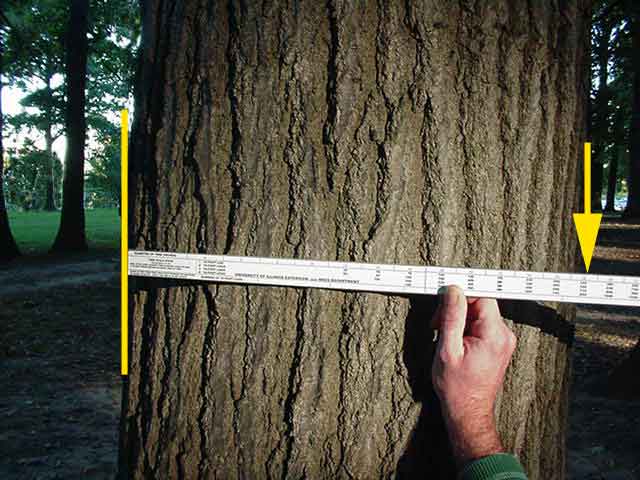 Using a DBH Tape to Measure Tree Diameter at Breast Height 